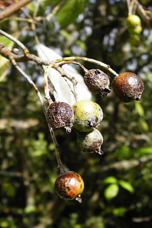 Sorbus aria \ Echte Mehlbeere, D Gladenbach 17.8.2014