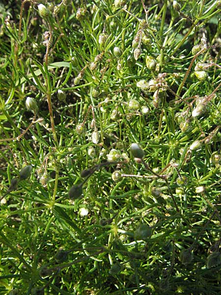 Spergula arvensis \ Acker-Sprgel, D Waghäusel 9.9.2006