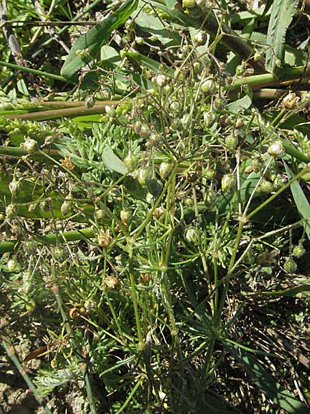 Spergula arvensis \ Acker-Sprgel, D Waghäusel 9.9.2006