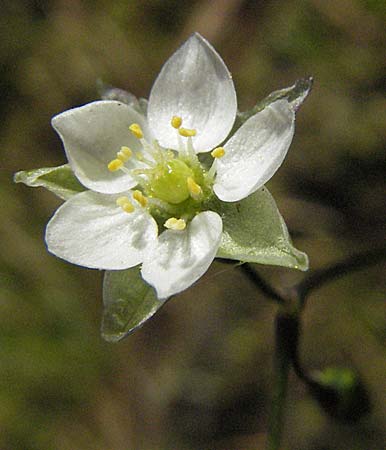 Spergula morisonii / Pearlwort Spurrey, D Viernheim 10.4.2007