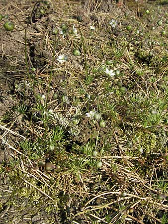 Spergula morisonii \ Frhlings-Sprgel / Pearlwort Spurrey, D Viernheim 10.4.2007