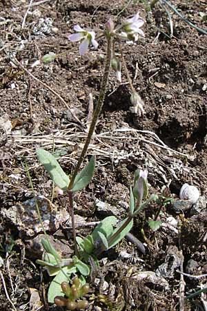 Holosteum umbellatum \ Spurre / Jagged Chickweed, D Rheinhessen, Flonheim 30.3.2008