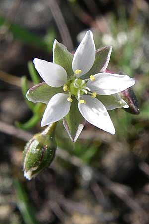 Spergula pentandra \ Fnfmnniger Sprgel / Five-Stamen Spurrey, D Rheinhessen, Wonsheim 26.4.2008