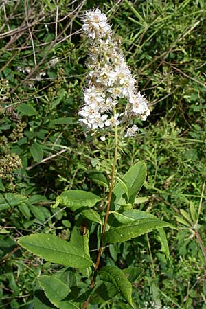 Spiraea alba / Pale Bridewort, D Black-Forest, Calmbach 5.7.2008