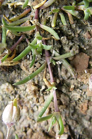 Spergularia media \ Flgelsamige Schuppenmiere, D Buggingen 12.7.2008