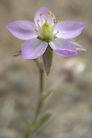 Spergularia media \ Flgelsamige Schuppenmiere / Greater Sea Spurrey, D Buggingen 12.7.2008