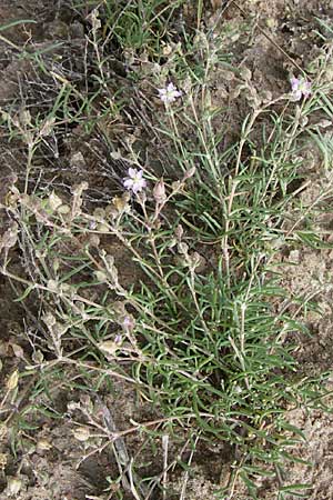 Spergularia media / Greater Sea Spurrey, D Buggingen 12.7.2008