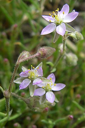 Spergularia media \ Flgelsamige Schuppenmiere / Greater Sea Spurrey, D Buggingen 12.7.2008