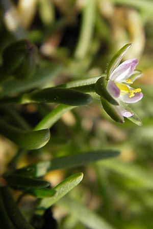 Spergularia marina \ Salz-Schuppenmiere / Lesser Sea Spurrey, D Bad Nauheim 2.5.2009