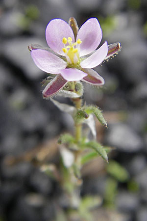 Spergularia rubra \ Rote Schuppenmiere, Roter Sprkling, D Mannheim 19.7.2009