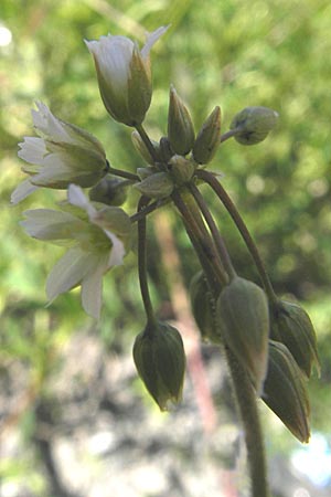 Holosteum umbellatum / Jagged Chickweed, D Mannheim 24.4.2010