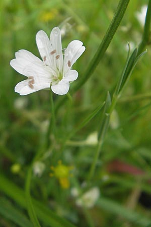 Stellaria palustris \ Sumpf-Sternmiere / Marsh Stitchwort, D Eppertshausen 12.6.2010