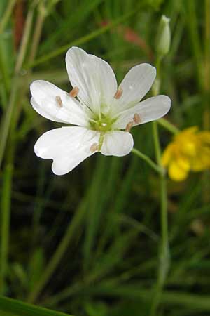 Stellaria palustris \ Sumpf-Sternmiere / Marsh Stitchwort, D Eppertshausen 12.6.2010