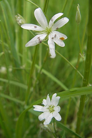 Stellaria palustris \ Sumpf-Sternmiere / Marsh Stitchwort, D Eppertshausen 12.6.2010