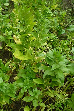 Spinacia oleracea \ Spinat / Spinach, D Botan. Gar.  Universit.  Mainz 13.9.2008