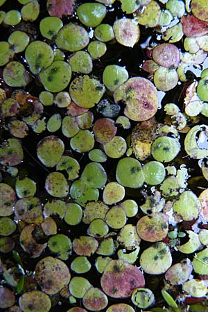 Spirodela polyrhiza \ Vielwurzelige Teichlinse / Greater Duckweed, D Mainz 13.9.2008