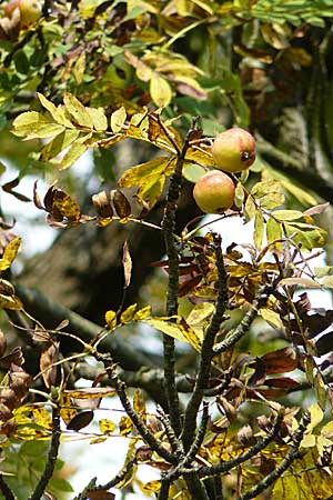 Sorbus domestica \ Speierling / Service Tree, D Pforzheim 27.9.2008