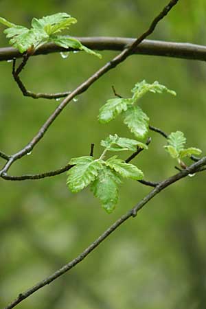 Sorbus x pinnatifida \ Bastard-Eberesche, D Thüringen, Waltershausen 7.5.2013