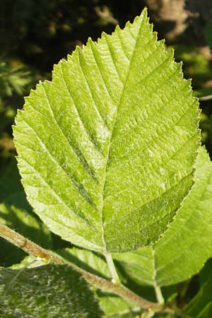 Sorbus dubronensis \ Tauber-Mehlbeere / Tauber Whitebeam, D Königheim 30.5.2011