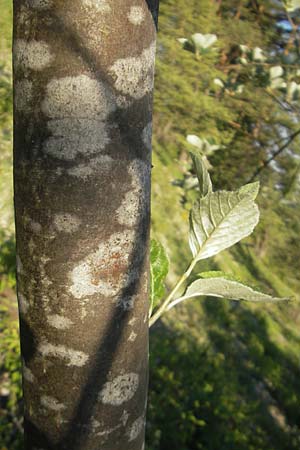 Sorbus dubronensis \ Tauber-Mehlbeere / Tauber Whitebeam, D Königheim 30.5.2011