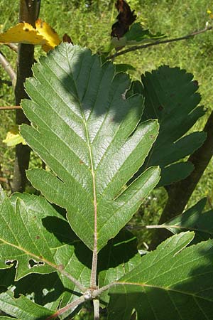 Sorbus pseudothuringiaca \ Hersbrucker Mehlbeere / Hersbruck Whitebeam, D Franken/Franconia Arzlohe 6.8.2011