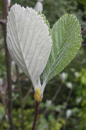 Sorbus collina \ Hgel-Mehlbeere, D Franken Weismain 7.5.2012