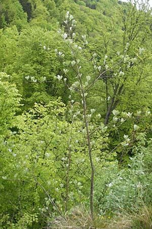 Sorbus collina \ Hgel-Mehlbeere / Hill Whitebeam, D Franken/Franconia Weismain 7.5.2012