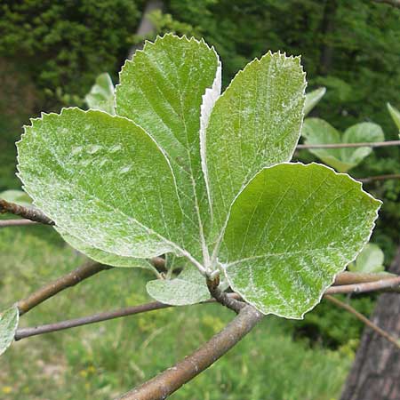 Sorbus collina \ Hgel-Mehlbeere, D Franken Weismain 18.5.2012