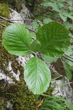 Sorbus collina \ Hgel-Mehlbeere, D Franken Weismain 18.5.2012