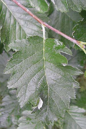 Sorbus pseudothuringiaca \ Hersbrucker Mehlbeere / Hersbruck Whitebeam, D Rheinhessen, Bornheim 31.5.2012