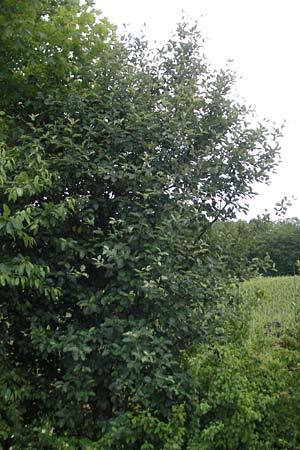 Sorbus pseudothuringiaca \ Hersbrucker Mehlbeere / Hersbruck Whitebeam, D Rheinhessen, Bornheim 31.5.2012