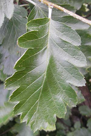 Sorbus pseudothuringiaca \ Hersbrucker Mehlbeere / Hersbruck Whitebeam, D Rheinhessen, Bornheim 31.5.2012