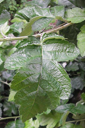 Sorbus x pinnatifida \ Bastard-Eberesche, D Nördlingen 8.6.2012