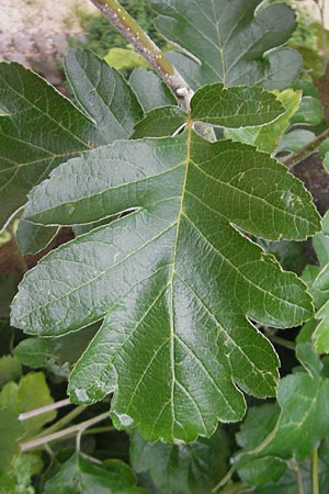 Sorbus x pinnatifida \ Bastard-Eberesche, D Nördlingen 8.6.2012