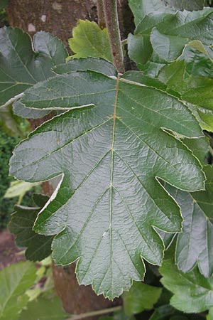 Sorbus x pinnatifida \ Bastard-Eberesche / Hybrid Whitebeam, D Nördlingen 8.6.2012