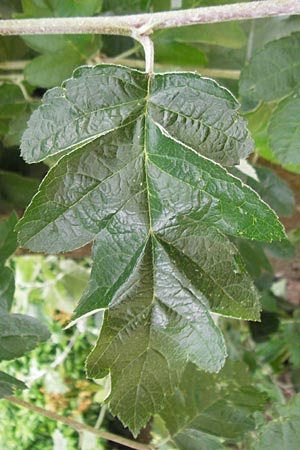 Sorbus x pinnatifida \ Bastard-Eberesche / Hybrid Whitebeam, D Nördlingen 8.6.2012