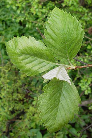 Sorbus perlonga / Long-Leaved Whitebeam, D Leinach 4.5.2013