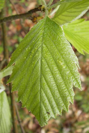 Sorbus perlonga / Long-Leaved Whitebeam, D Leinach 4.5.2013