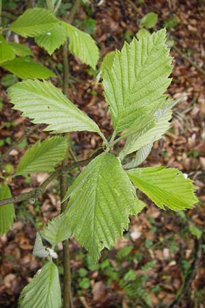 Sorbus perlonga \ Langblttrige Mehlbeere / Long-Leaved Whitebeam, D Leinach 4.5.2013