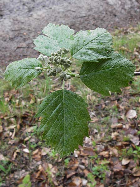 Sorbus puellarum \ Mdchen-Mehlbeere / Girlish Whitebeam, D Uettingen 4.5.2013