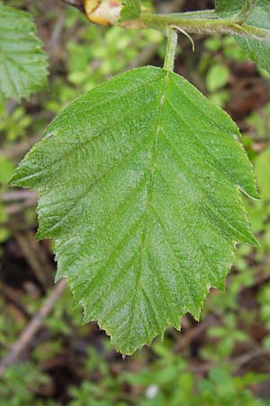 Sorbus puellarum \ Mdchen-Mehlbeere / Girlish Whitebeam, D Uettingen 4.5.2013