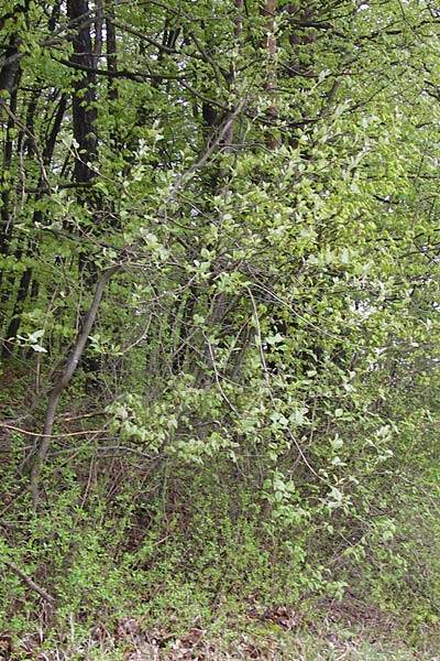 Sorbus puellarum \ Mdchen-Mehlbeere / Girlish Whitebeam, D Uettingen 4.5.2013