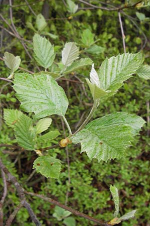 Sorbus puellarum \ Mdchen-Mehlbeere / Girlish Whitebeam, D Uettingen 4.5.2013