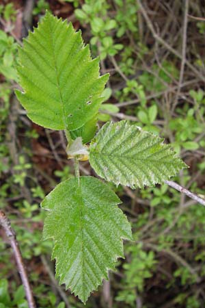 Sorbus puellarum \ Mdchen-Mehlbeere / Girlish Whitebeam, D Uettingen 4.5.2013