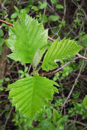 Sorbus puellarum \ Mdchen-Mehlbeere / Girlish Whitebeam, D Uettingen 4.5.2013