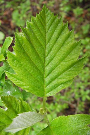 Sorbus puellarum \ Mdchen-Mehlbeere / Girlish Whitebeam, D Uettingen 4.5.2013