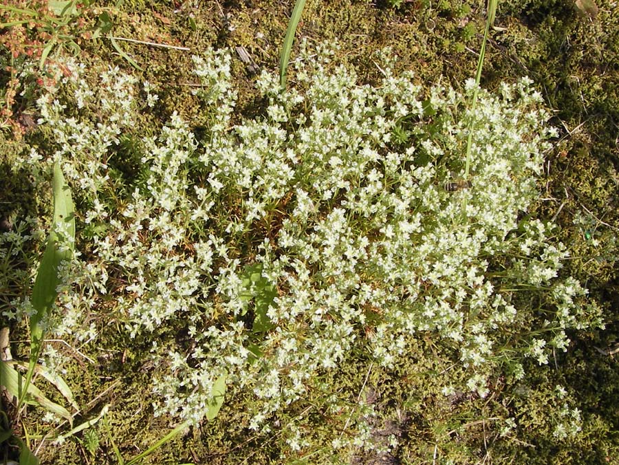 Scleranthus perennis \ Ausdauerndes Knuelkraut / Perennial Knawel, D Schwarzwald/Black-Forest, Gaggenau 8.6.2013