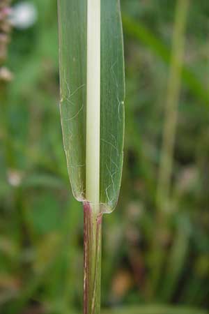 Setaria pumila \ Rote Borstenhirse, Fuchsrote Borstenhirse / Yellow Bristle Grass, D Mannheim 21.9.2013