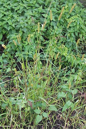 Setaria pumila \ Rote Borstenhirse, Fuchsrote Borstenhirse / Yellow Bristle Grass, D Mannheim 21.9.2013