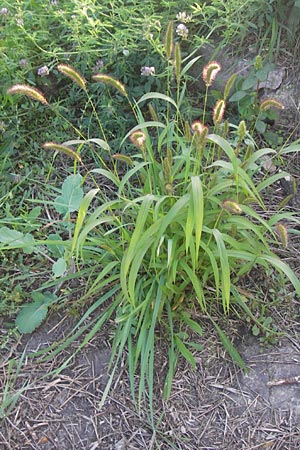 Setaria viridis \ Grne Borstenhirse, D Mannheim 24.9.2013